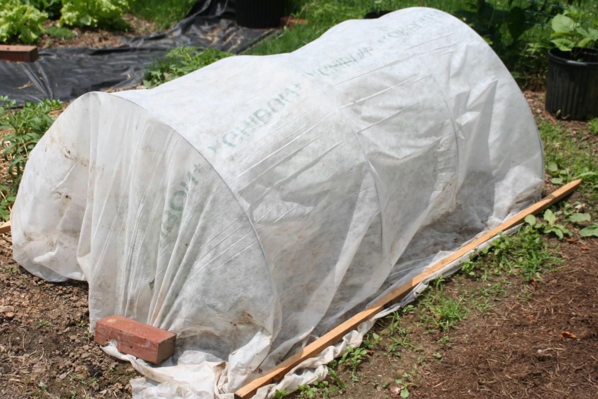 Gauzy white fabric is stretched atop four arched pieces of wire over a vegetable bed. The fabric edge is anchored at the front of the tunnel with a brick and along the side with a wooden stake.