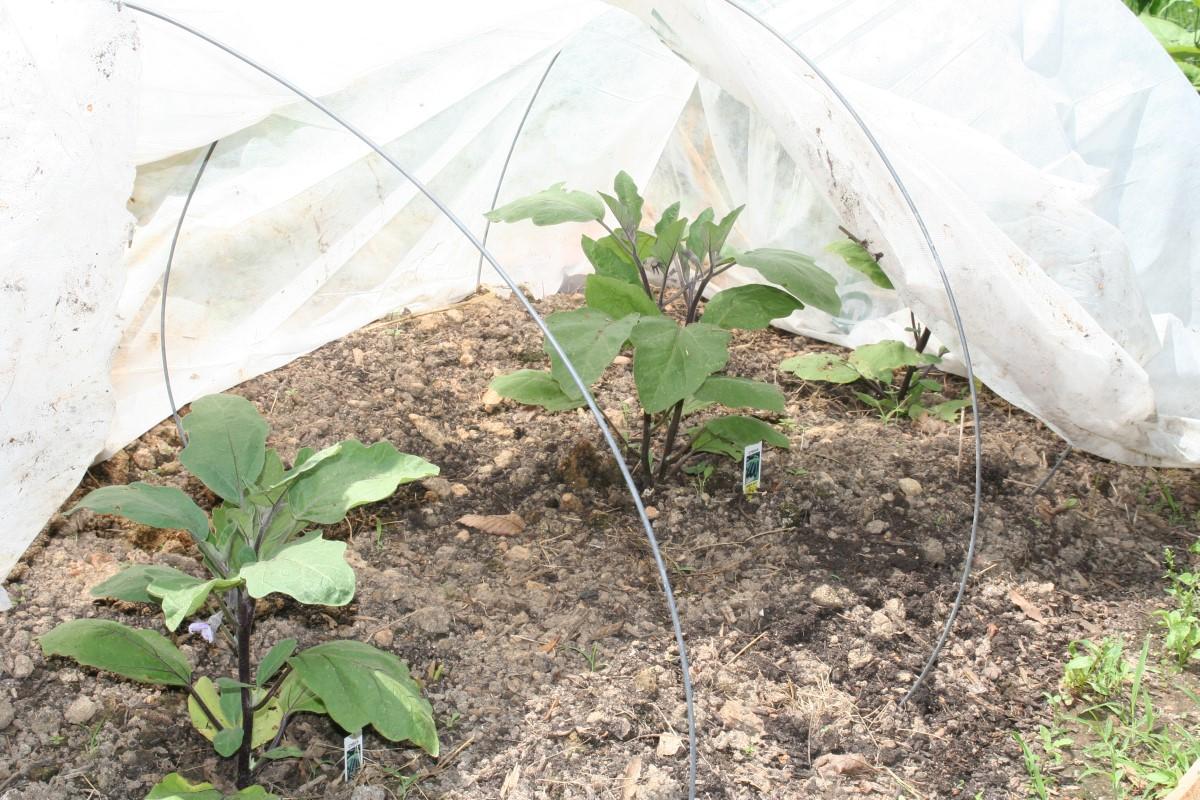Gauzy white fabric lifted partially off of wire arches covering several eggplant plants in a garden bed.