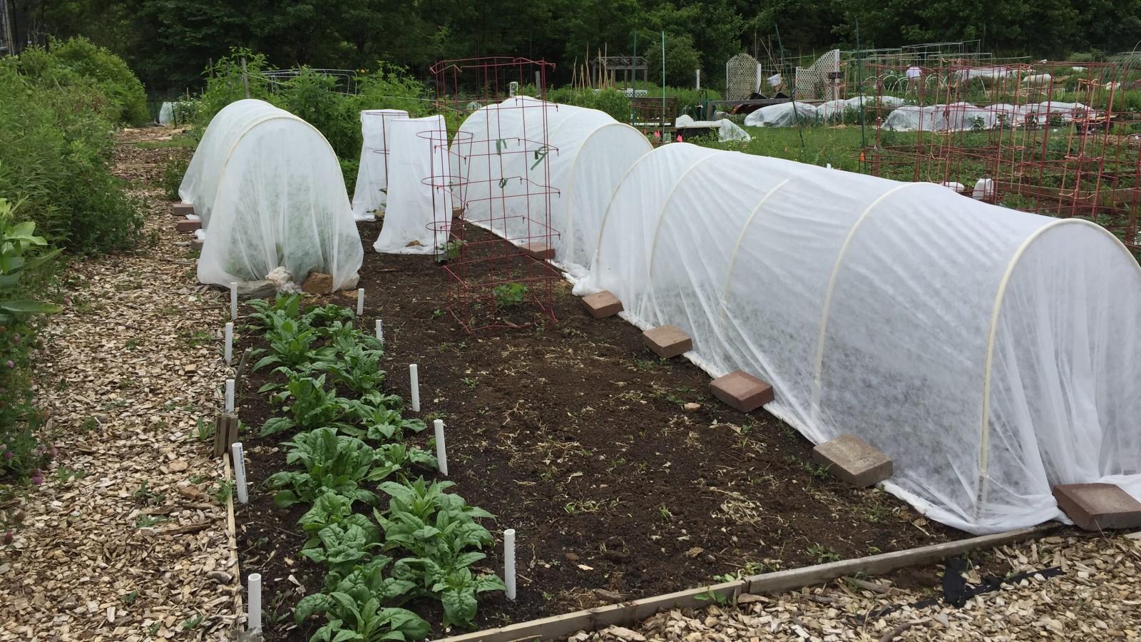 Gauzy white fabric draped over rows of vegetable plants, supported on PVC pipe arches spaced 4 feet apart. The cover edges are anchored to the soil with bricks.