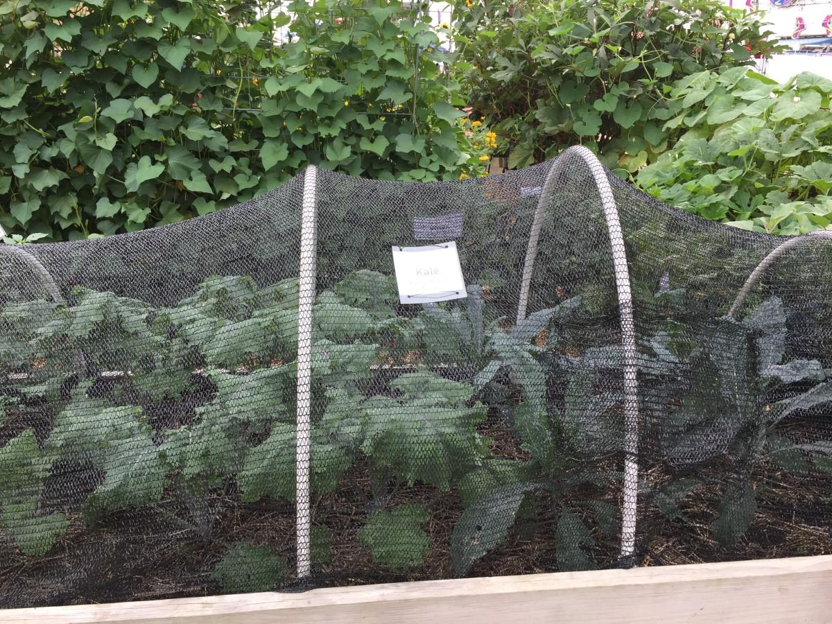 A raised bed of kale plants covered with black netting supported by arched pipe.