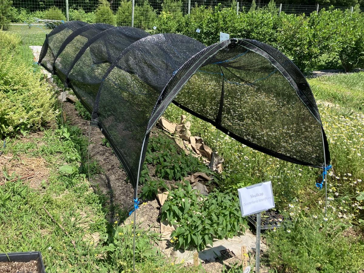 Black netting secured to arched supports covering an herb bed. Each long end of the shade cloth is about 1 foot above the ground.