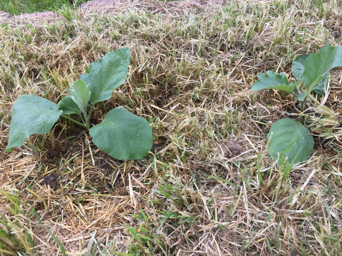 Two eggplant transplants surrounded by the mostly-brown stubble of cover crop stems cut several inches above the ground.