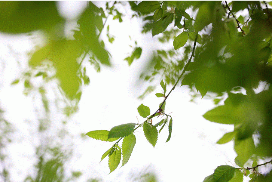 More than 5000 young elm trees are growing at a nursery in Benson VT. Photo by Jessica Rinaldi, Boston Globe.