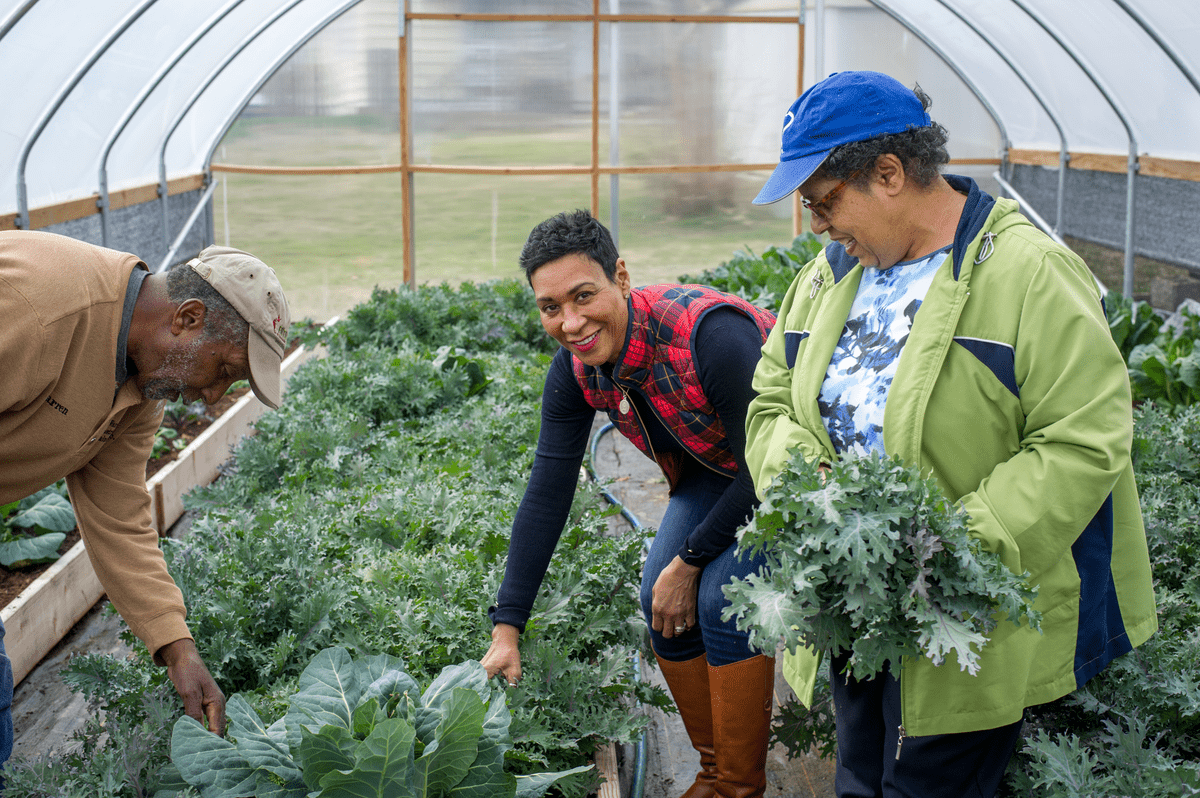 People picking up cauliflower