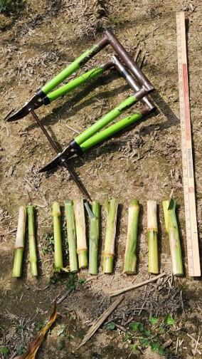 Photo showing a custom corn stalk nitrate test (CSNT) sampling tool made from two green-handled loppers welded together, placed on the ground beside a wooden measuring stick. Eight cut corn stalk sections are arranged in a row below the tool, illustrating the size and type of samples collected for CSNT analysis.