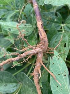 Close-up of a soybean stem and root system showing blue-gray fungal sporulation on the stem base and roots associated with sudden death syndrome. The roots are tan to brown in color, with patches of fuzzy blue fungal growth visible on the surface. Green soybean leaves are visible in the background. 