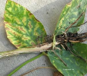 Soybean leaves and roots affected by sudden death syndrome (SDS). The leaves show yellowing and brown discoloration between green veins, while the root system appears discolored and deteriorated. A split stem is visible, revealing a light-colored interior, illustrating characteristic SDS symptoms in both aboveground and belowground plant tissues.