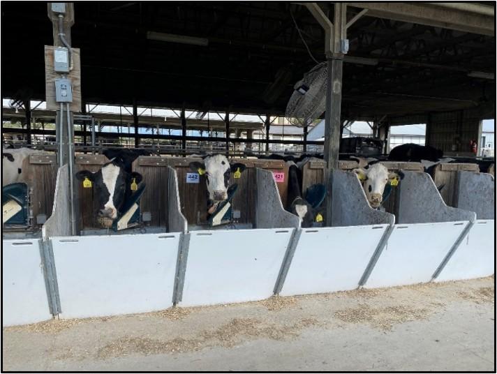 Alt text:  Cows housed in individual pens inside a livestock barn, standing at feed bunks separated by white dividers. Ear tags and pen identification numbers are visible on several cows.