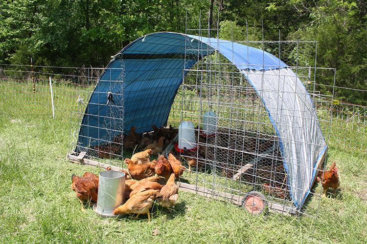 Mobile poultry shelter covered with a blue tarp and wire mesh in a grassy pasture, housing numerous brown chickens. Several chickens are feeding outside the shelter near a metal feeder, while waterers and additional birds are visible inside the enclosure. Trees and fencing surround the pasture in the background.