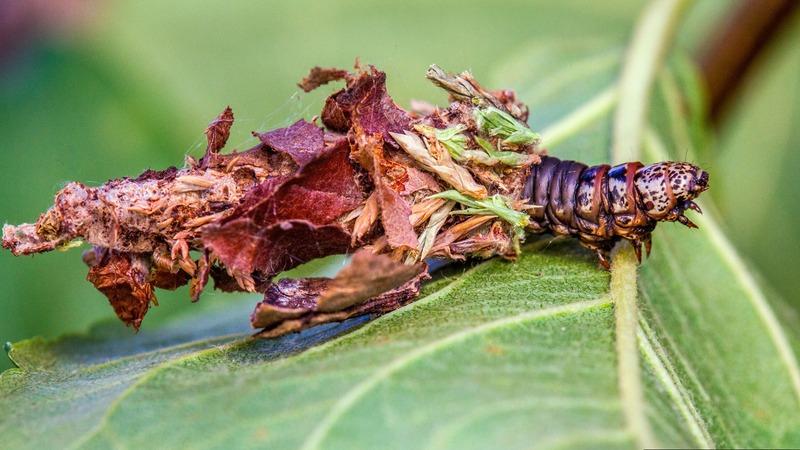 A caterpillar with a cream and brown head and dark brown body, mostly covered by a silked-together jumble of brown leaf parts, walks over a leaf.