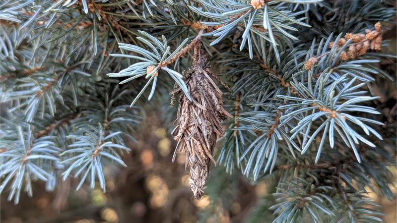 A faded gray-brown cocoon-like bag hangs from a blue spruce branch. The bag's exterior is covered with brown, dry spruce needle fragments.