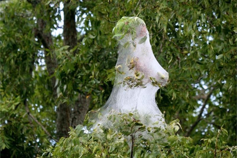 A dense white silk "tent," over 1 foot in length, enveloping the leaves at the end of a tree branch.