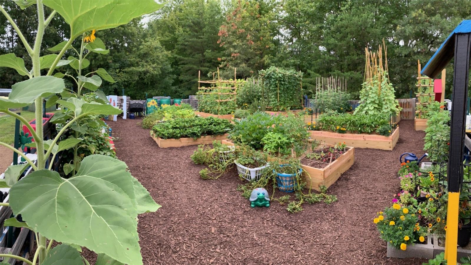 A fenced vegetable garden with several raised beds and containers and mulched aisles.
