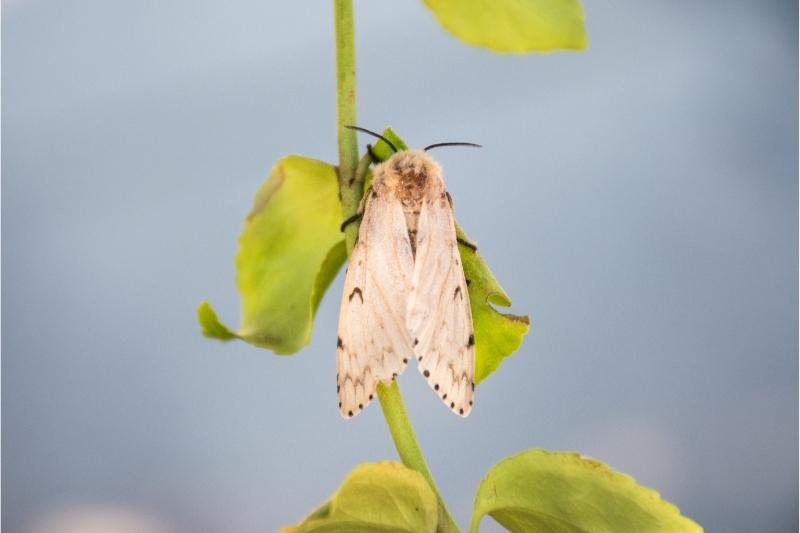 A brownish-cream-colored moth with scattered, small black wing spots rests on a plant stem.