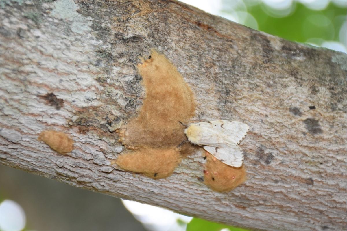 A creamy-white moth perched on a tree limb next to several felted tan-brown egg masses attached to the bark.