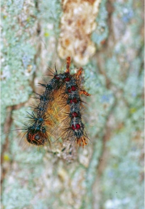 A limp caterpillar, hanging by a couple of its feet in an upside-down V shape, on tree bark.