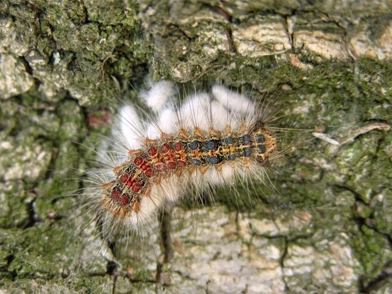 A red- and blue-spotted caterpillar sits on top of a cluster of small white cocoons on a background of tree bark.