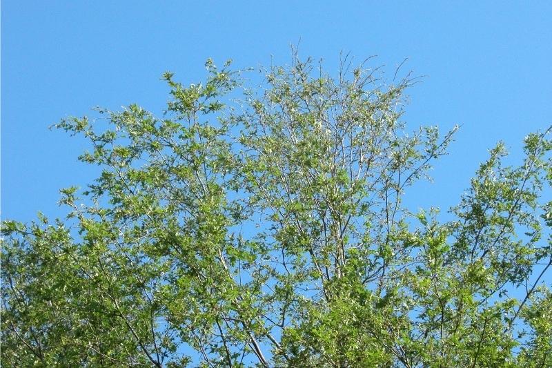 A tall tree canopy, viewed from the ground, with a large region of sparse foliage due to caterpillar feeding.