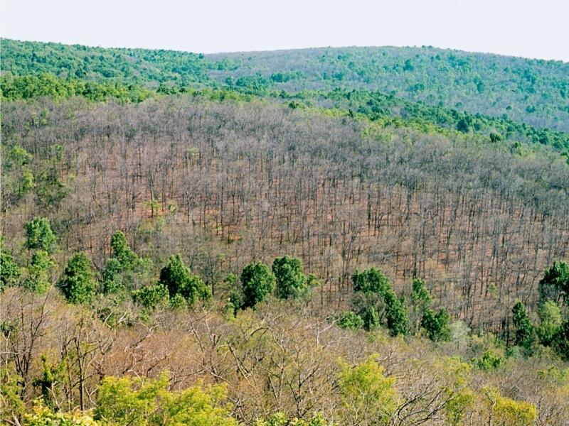 An aerial view of forest on a mountain foothill with a large swath of leafless trees surrounded by a mix of leafy and leafless trees.