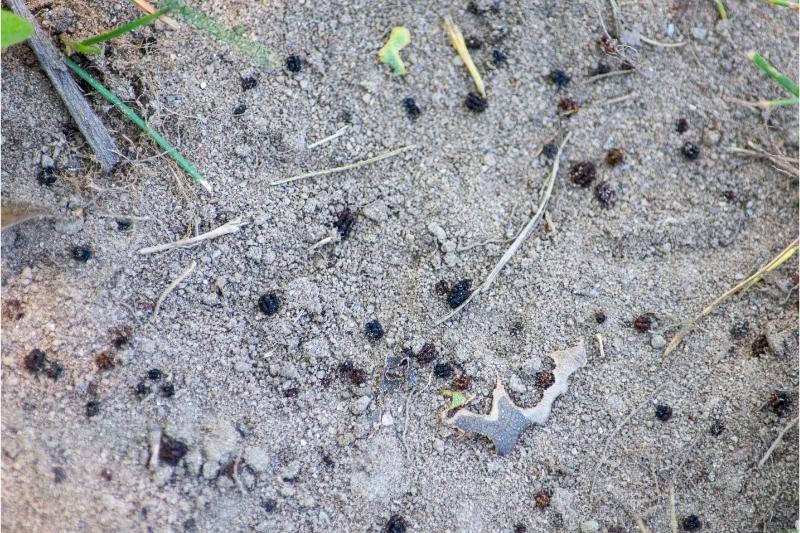 Small, black, rounded pellets scattered on bare soil.