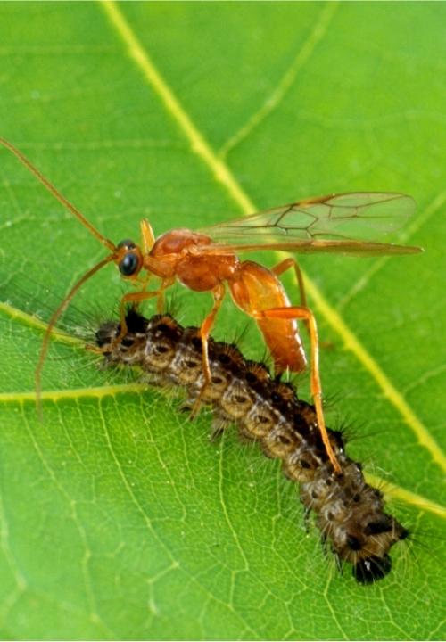 An orange-colored wasp stands over a spongy moth caterpillar on a leaf. The wasp is about half the size of the caterpillar in body length.