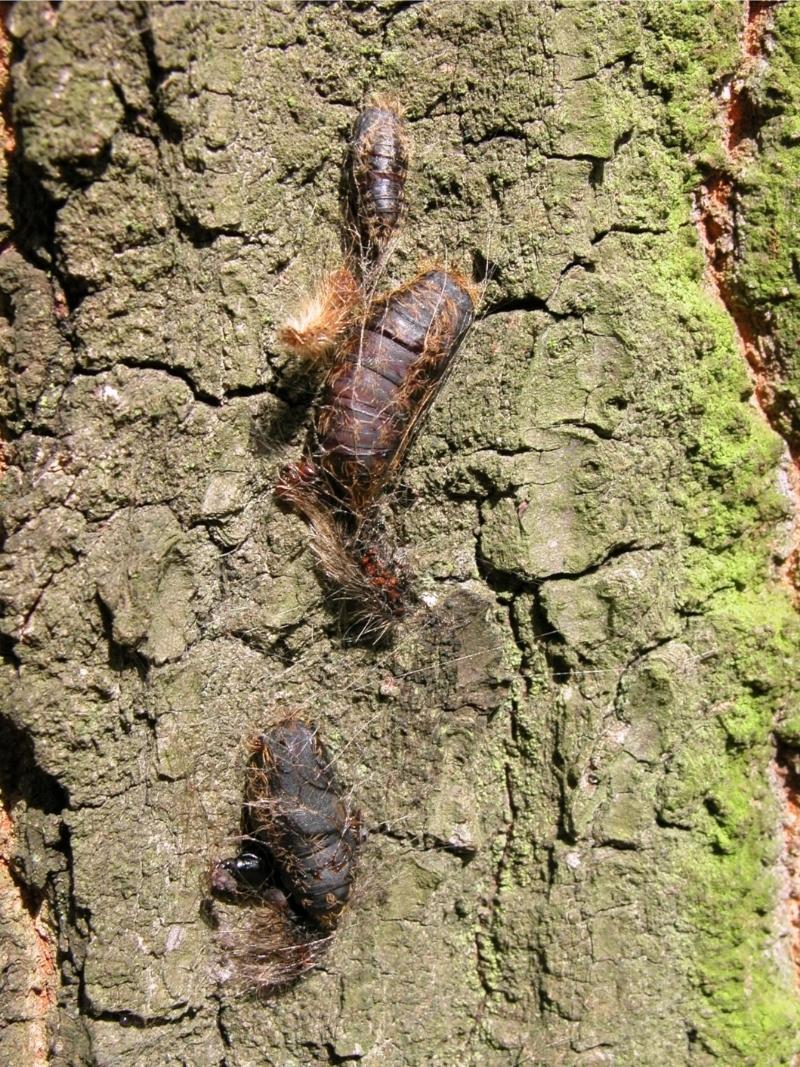 Three dark brown pupae loosely attached with silk to tree bark. There are sparse golden-brown bristly hairs clinging to the pupae.