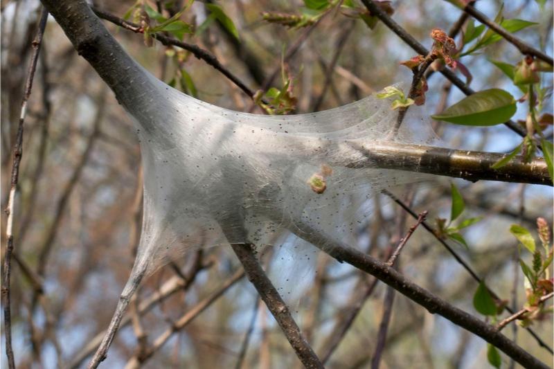 A dense, white silken tent spun around the junction of several tree branches in spring.