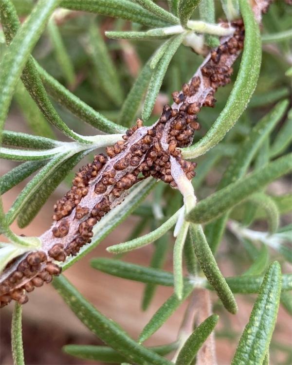 Clusters and rows of small, rounded, brown bumps on a healthy-looking rosemary stem.