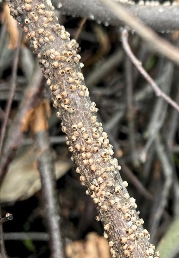 Abundant pale brown husks (many with small round holes in them) clinging to the smooth bark of a tree branch.