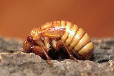 A creamy-tan-colored, red-eyed cicada nymph clinging to tree bark.