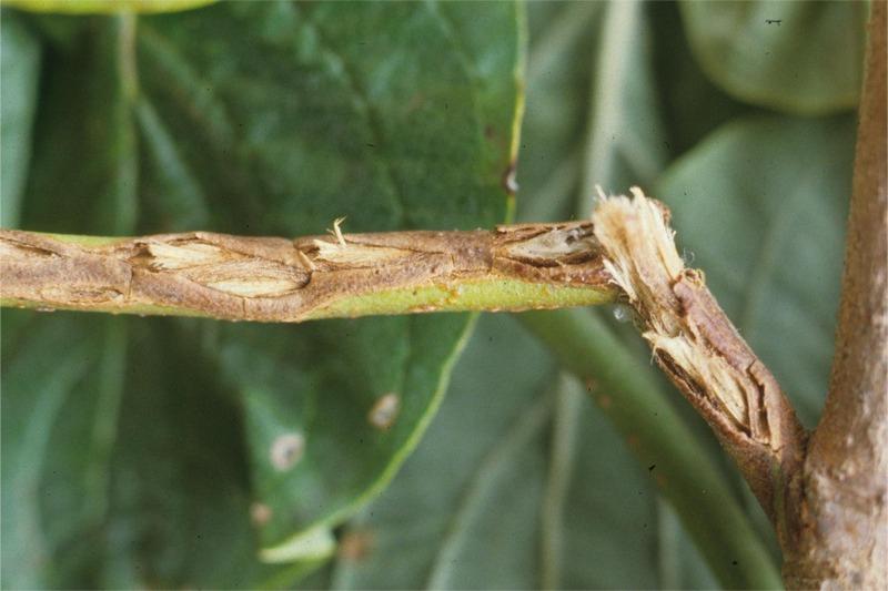 A twig with a dashed-line of longitudinal scars that has partially snapped off near the base.