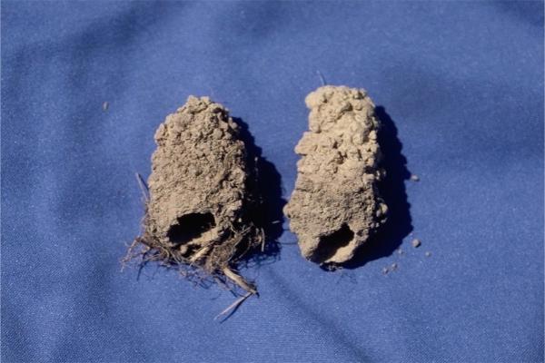 Two short pieces of dried mud cylinders with a hole in one end.