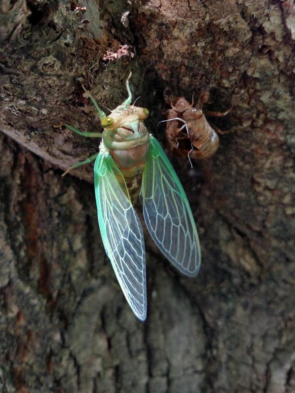 A pale-colored cicada with minty-green wing veins clings to tree bark next to its exoskeleton.