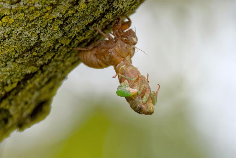 A ivory-colored cicada nymph with green wing bugs dangles out of its brown, papery nymphal skin on a tree trunk.