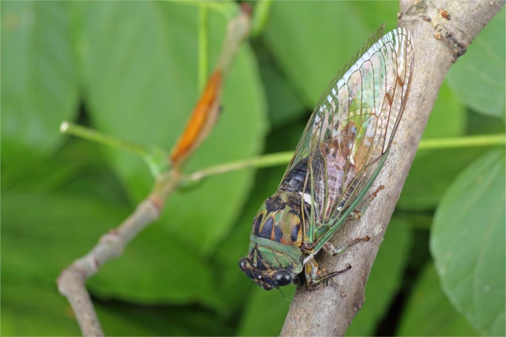 A cicada with a black, green, and brown-marked body and clear wings perches on a branch.