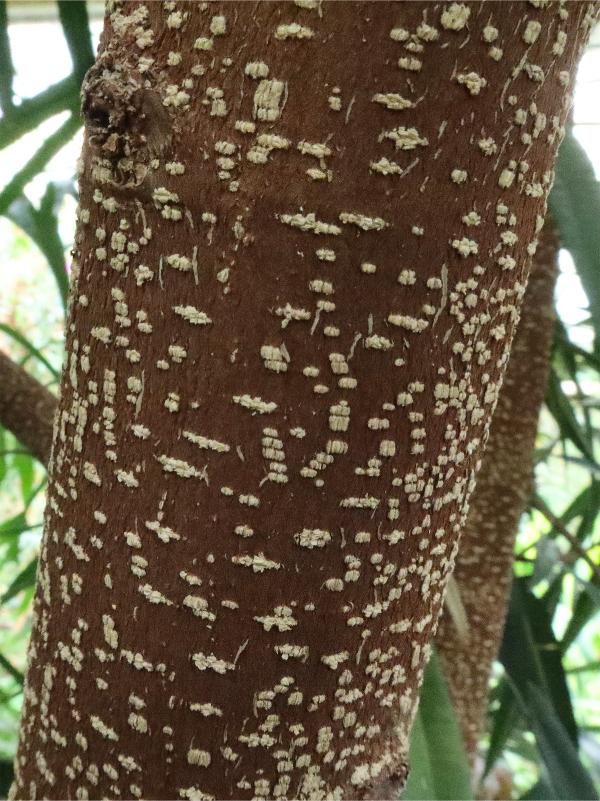 Close-up of a tree trunk with smooth brown bark bearing numerous pale-colored, subtle, elongate bumps.