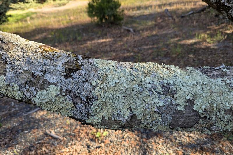 A large tree branch with bark nearly completely covered by gray and greenish-gray lichen. The rounded lichen patches are mostly flat, with slightly ruffled edges.