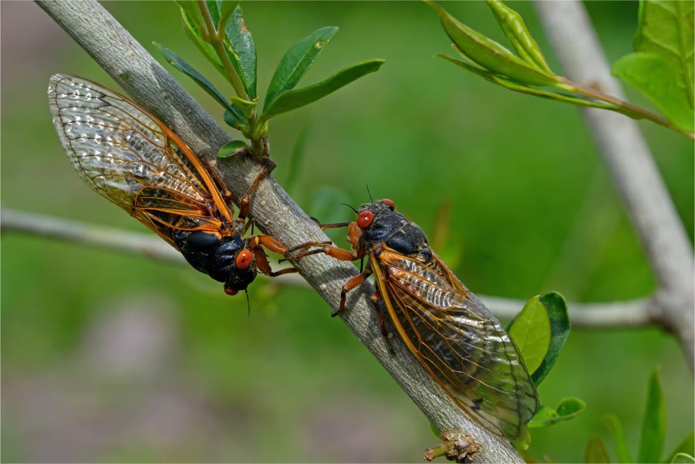 Two cicadas with black bodies, red eyes, and orange-veined clear wings perch on a tree branch.