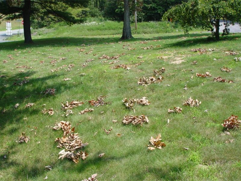 An expanse of lawn with numerous scattered fallen twigs with brown, dried leaves attached.
