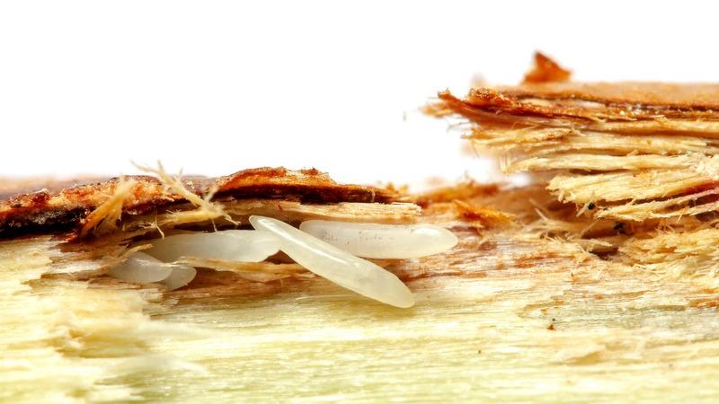 Magnified view of a small cluster of white rice-shaped cicada eggs inserted into the wood of a shrub stem.