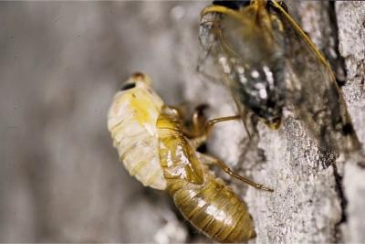 A ivory-colored cicada nymph lifting itself out of the papery brown shell (exoskeleton) as it molts.