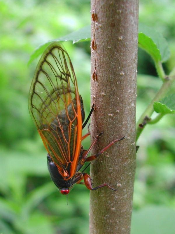 A black-bodied cicada with red eyes and orange wing veins sits head-down on a young tree trunk. Its slender black ovipositor is cutting a dashed line of scars into the wood.