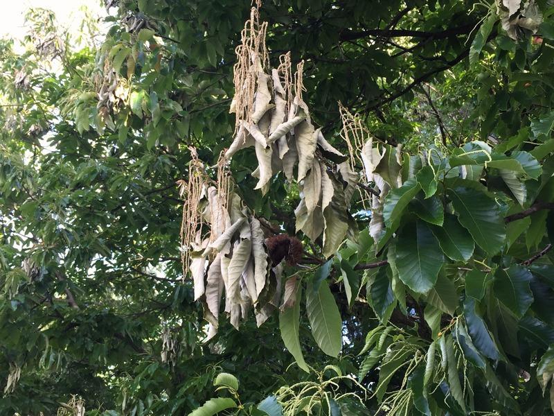 Tree branch tips with pale brown, wilted leaves.