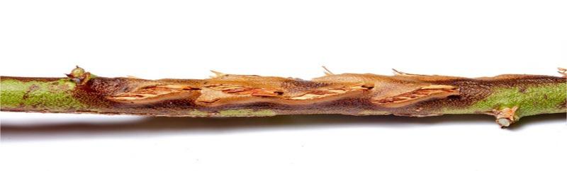 Slender shrub stem with a longitudinal, dashed-line scar exposing some of the inner wood fibers.