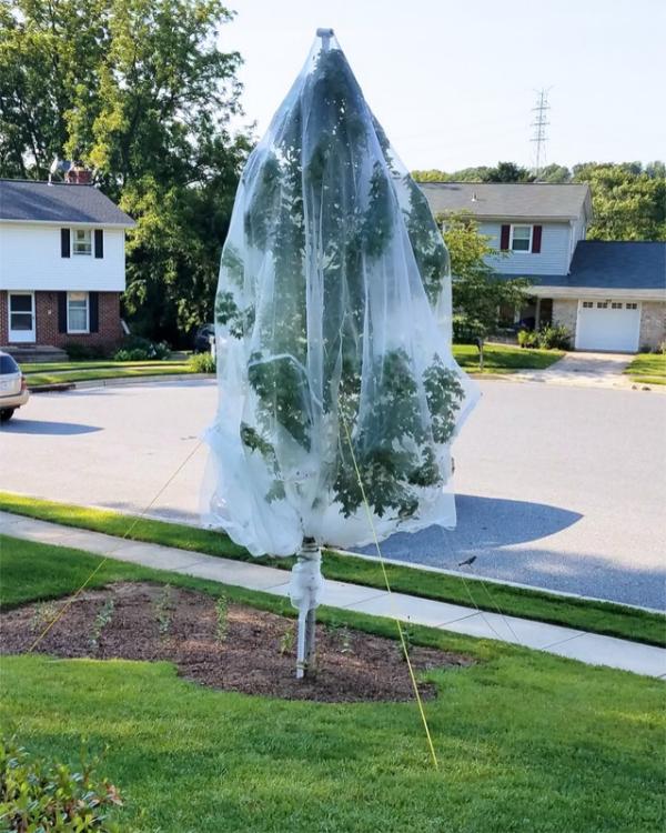 A small tree about 12 feet tall covered in a fine white mesh that is tied to the trunk below the lowermost branches.