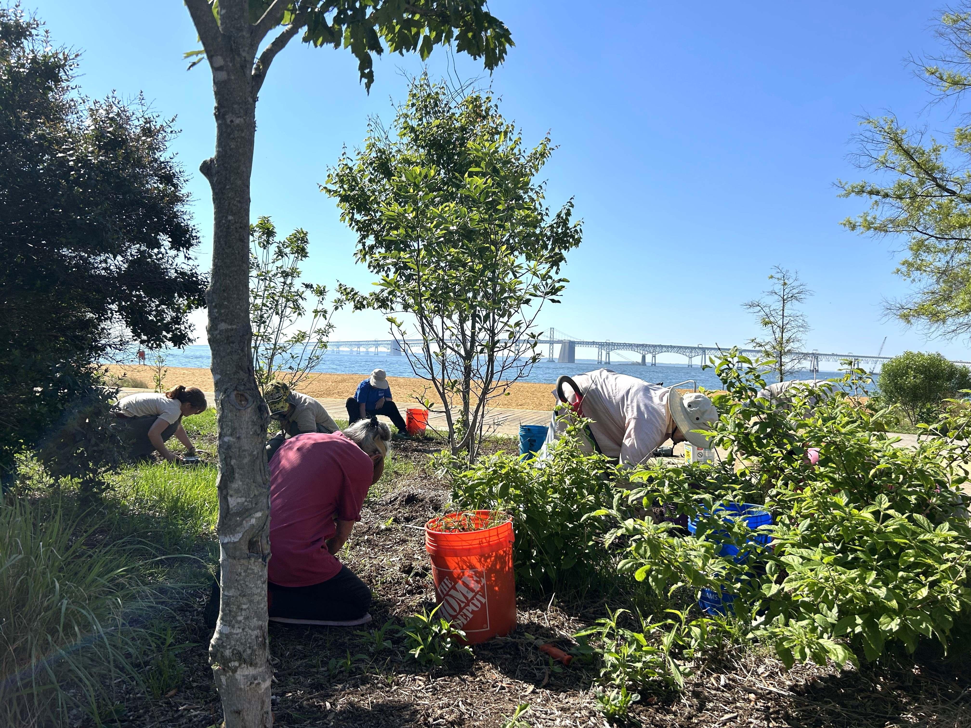 Master Gardeners working in a demonstration garden at Sandy Point State Park