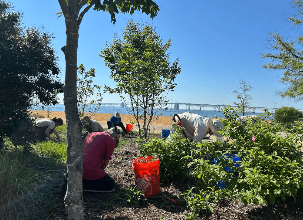 Master Gardeners gardening next to beach with Bay Bridge in Background
