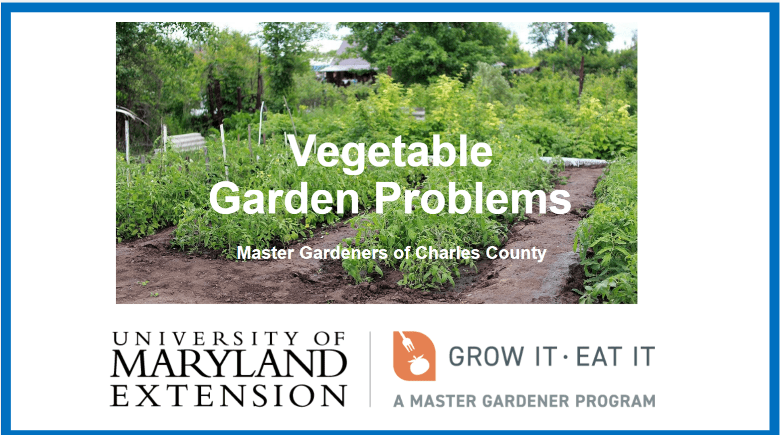 Vegetable Garden Plants