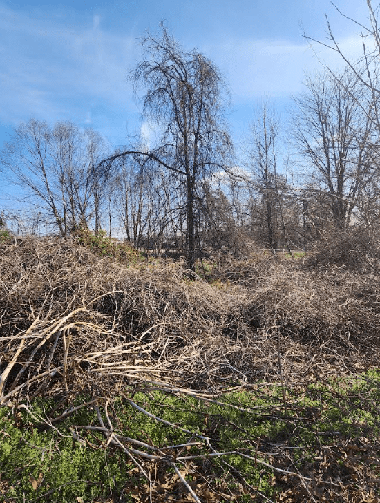 trees in spring with lots of invasive brush around them