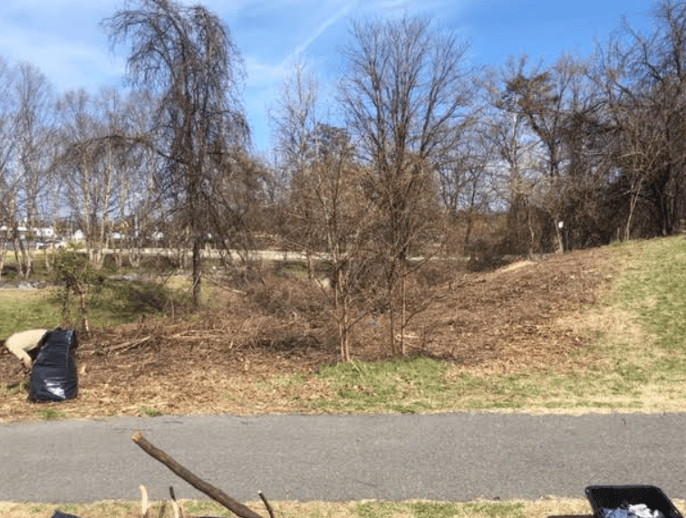 trees in spring with no invasive brush around them